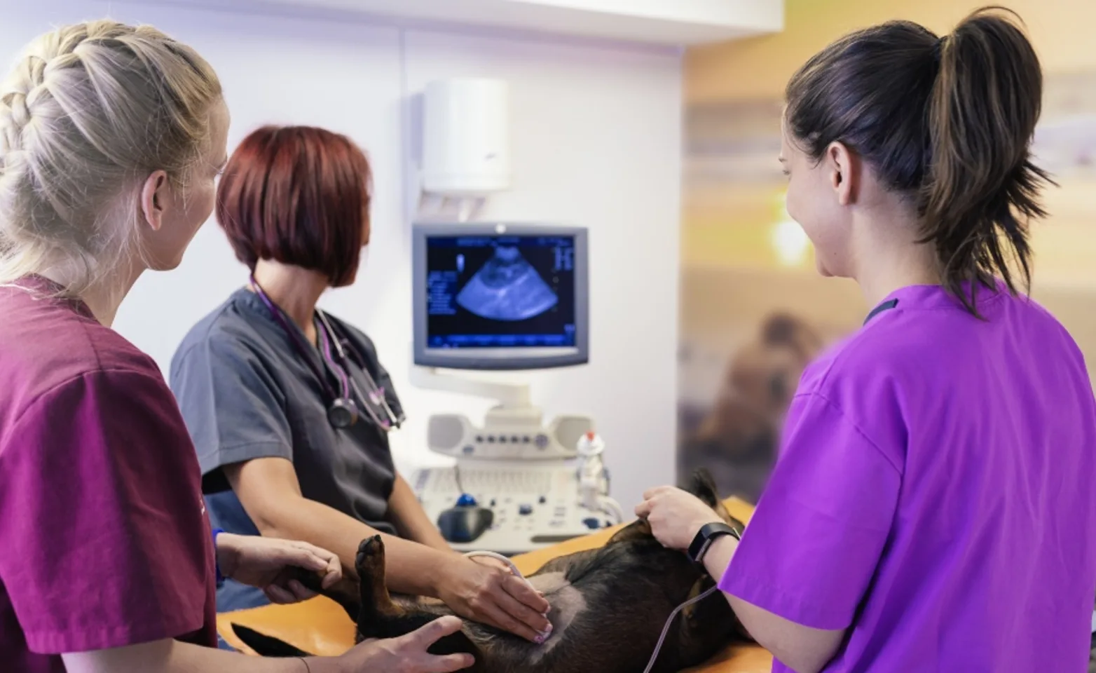 Dog getting an ultrasound